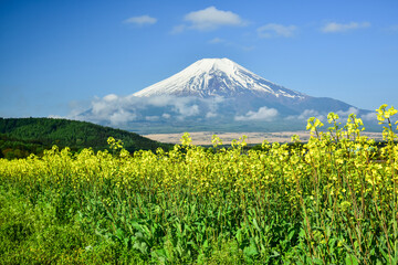 忍野村から菜の花畑と富士山