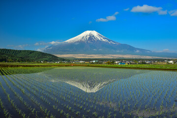 忍野村から富士山と田植え