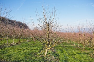 a photographed tree in nature in southern Germany