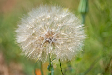 single dandelion with selective focus blurred background
