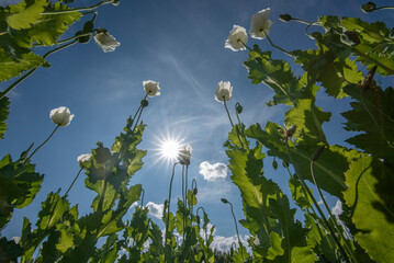 View of opium poppy field with blue cloudy sky and sun star