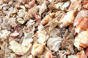 Marine Shells sold as Souvenirs in Alexandria market, Egypt. Africa.