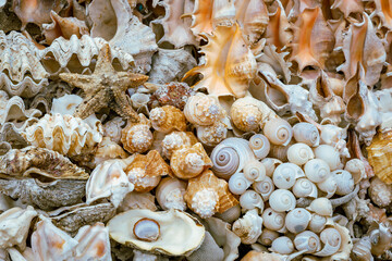 Marine Shells sold as Souvenirs in Alexandria market, Egypt. Africa.