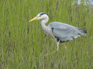 Grey heron