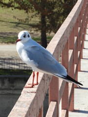 seagull on a railing