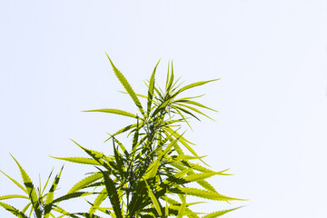 Cannabis flower green fresh. Dried leaves of female inflorescences for smoking and recreation. Medical marijuana plants blue sky with bright sunlight background. Alternative medicine drug.