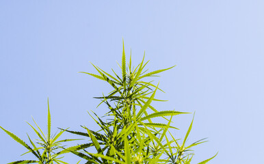 Cannabis flower green fresh. Alternative medicine drug. Medical marijuana plants blue sky with bright sunlight background. Dried leaves of female inflorescences for smoking and recreation. 
