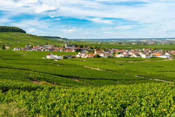 Fototapeta na wymiar Village de Oger en Champagne à la saisons des vendanges. Vue panoramique sur les vignes