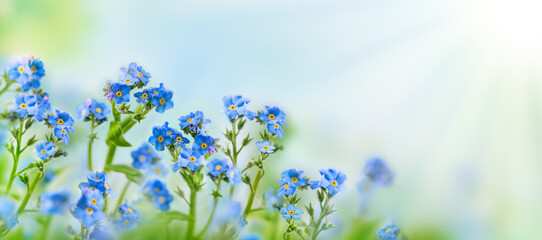 Spring or summer flowers landscape. Blue flowers of Myosotis or forget-me-not flower on sunny...