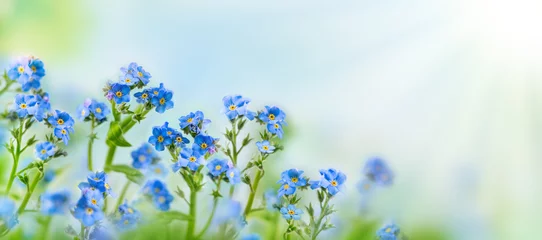 Fotobehang Spring or summer flowers landscape. Blue flowers of Myosotis or forget-me-not flower on sunny blurred background. © Svetlana Kolpakova