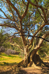 Fototapeta na wymiar Big tree in Waterberg Plateau National Park, Kalahari, Otjiwarongo, Namibia, Africa.