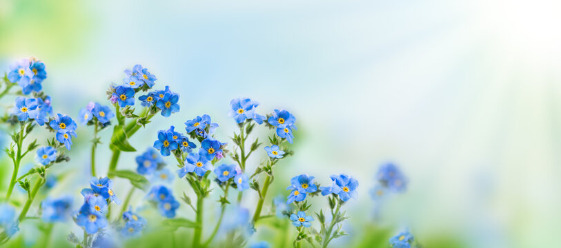 Spring or summer flowers landscape. Blue flowers of Myosotis or forget-me-not flower on sunny blurred background.