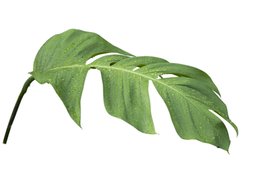 Philodendron leaves in the rainforest with raindrops all over the leaves