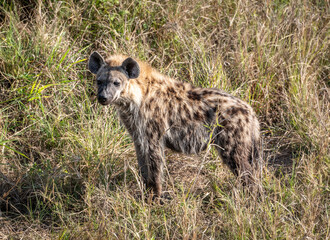 Spotted Hyena (Crocuta Crocuta) in Kruger National Park, South Africa