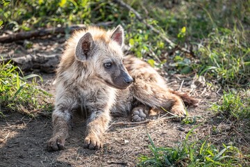 Spotted Baby Hyena (Crocuta Crocuta) in Kruger National Park, South Africa