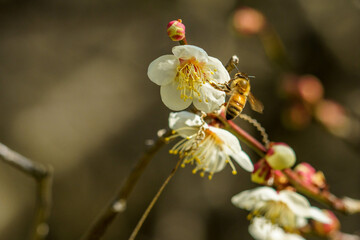 陽気な気候で咲き始めた梅の花