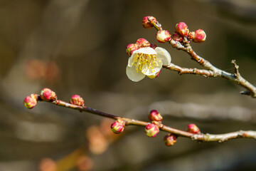 陽気な気候で咲き始めた梅の花