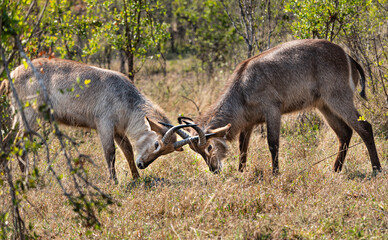 Two young Waterbucks (Kobus Ellipsiprymnus) fighting. Kruger National Park, South Africa