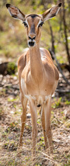 Female Impala (Aepyceros Melampus) portrait in Kruger National Park, South Africa