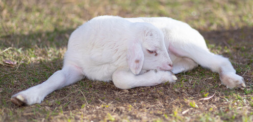 White katahdin sheep lamb sleeping on a field