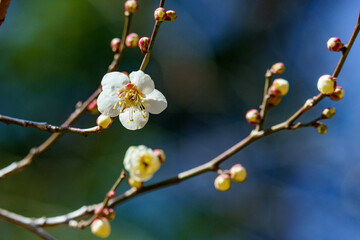 陽気な気候で咲き始めた梅の花