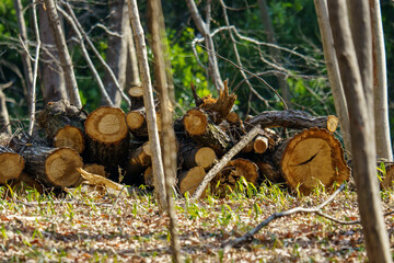 Fototapeta premium 森で伐採された巨木