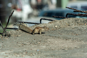 Chipmunk at a construction site in Jaipur, Rajasthan, India