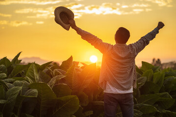 Asian farmer working in the field of tobacco tree, spread arms and raising his success fist happily with feeling very good while working. Happiness for agriculture business concept.