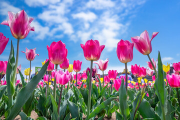 チューリップ畑