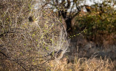 Fototapeta premium African Social Spider nest (Stegodyphus Dumicola) in the morning sun at Kruger National Park, South Africa