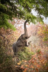 Obraz premium Eating African Bush Elephant (Loxodonta Africana) at Kruger National Park, South Africa