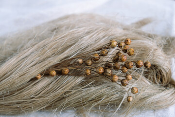 Fibers of natural uncolored flax, tow. Flax seeds pods.