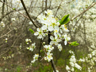 Cherry blossoms in full bloom. A Japanese spring scene.