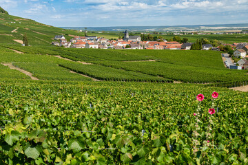 Fototapeta na wymiar Village de Oger en Champagne à la saisons des vendanges. Vue panoramique sur les vignes