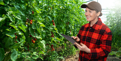 Woman farmer with digital tablet in cherry tomatoes greenhouse. Smart organic farm.	