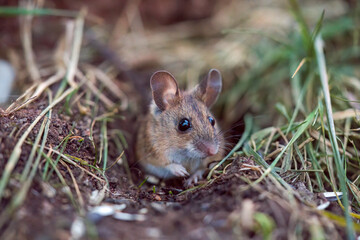 Naklejka na ściany i meble a portrait from a yellow necked mouse, apodemus flavicollis, in the garden on the floor at a winter morning
