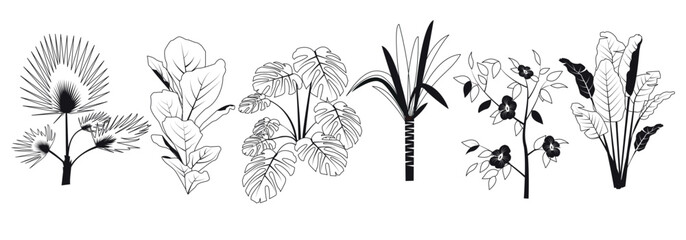 graphic elements for illustration and design, indoor flowers, chinese hibiscus rose, yucca, monstera, banana tree, washingtonia palm, ficus lyrata sketch
