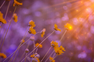 Fototapeta na wymiar Delicate field yellow flowers in the rays of the setting sun, golden dust spots bokeh. Natural ecological background. The beauty of blooming flowers.