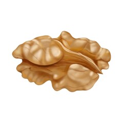 Half of a walnut peeled close-up, on a white background separately, digital freehand drawing.