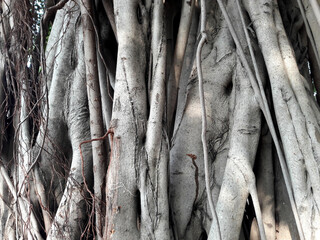 Fototapeta premium The bark of an old banyan tree. Texture closeup