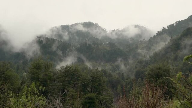 fog rising over the pacific temperate rain forest.
