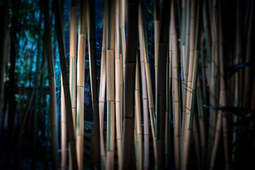 bamboos in a bamboo forest