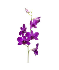Fototapeta na wymiar Cattleya orchid hybrids isolated on transparent background