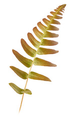 fern leaf, ornamental tropical foliage isolated on white background