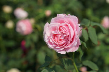 beautiful rose blooming in the sun