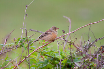 bird looking around  in woodland, Ortolan Bunting, Emberiza hortulana