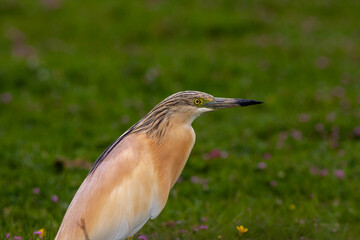 big water bird on grass, Squacco Heron, Ardeola ralloides