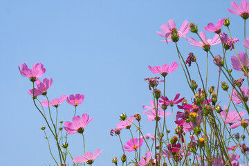Obraz na płótnie Canvas Beautiful cosmos flowers blooming in the sun blue sky background