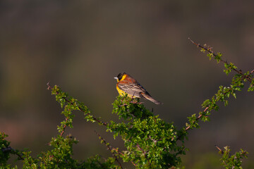 bird looking around  in woodland, Black-headed Bunting, Emberiza melanocephala	