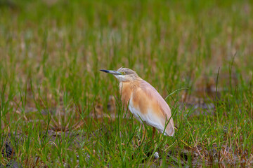 big water bird on grass, Squacco Heron, Ardeola ralloides